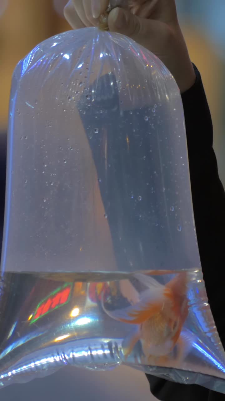 Close-Up of a Goldfish Swimming in a Plastic Bag