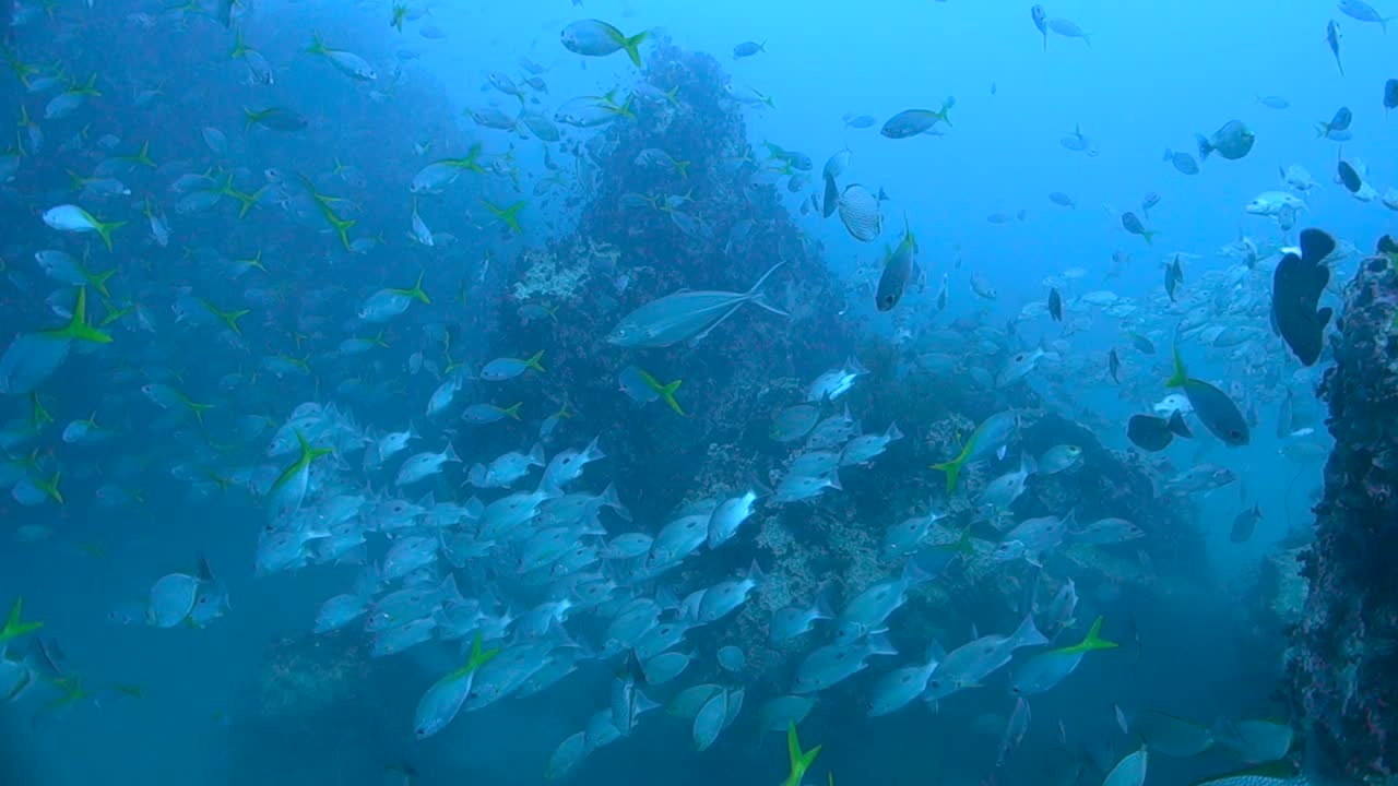 천천히 수백 마리의 물고기로 인 깊은 물의 꼭대기를 통과합니다.