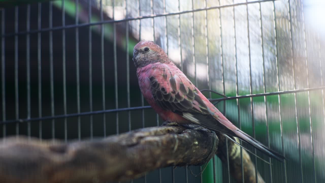 Papagaio Rosa Pousado em um Galho Dentro de uma Gaiola
