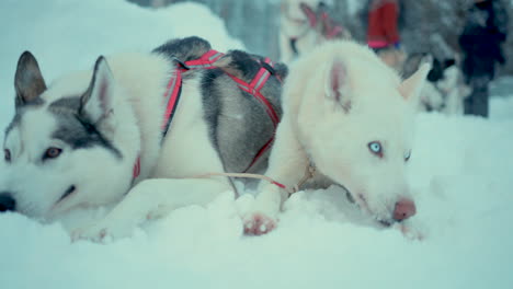 Sledding-team-husky-dog-pack-resting-and-waiting-to-travel-snowy-Lapland-trail