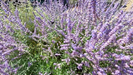 las abejas interactúan con las flores de perovskia atriplicifolia