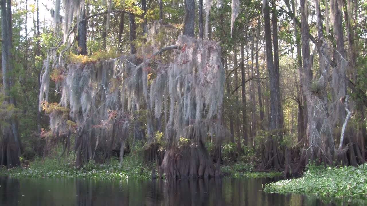 un tiro pov viajando a través de un pantano en los everglades 1
