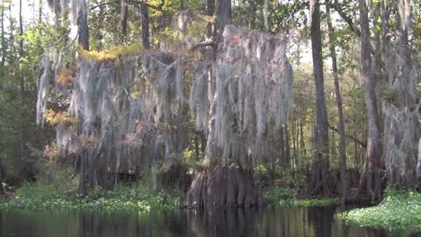 Una-Toma-Pov-Viajando-A-Través-De-Un-Pantano-En-Los-Everglades-1