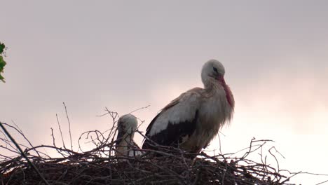 White-stork-and-baby-stork-in-nest-during-grey-evening-sky,-Latvia