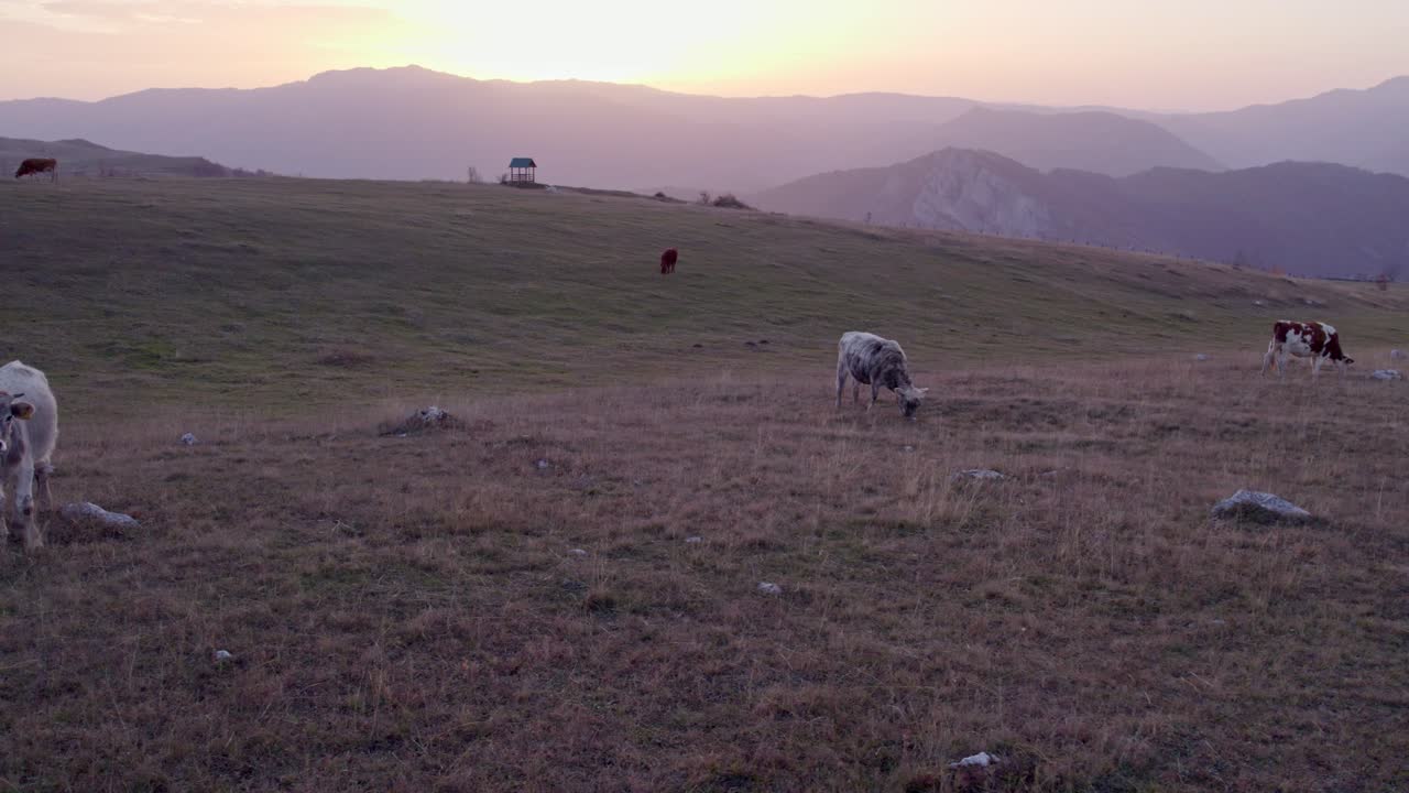 pequeño rebaño de vacas pastando en el parque nacional de durmitor montenegro durante la puesta de sol, aérea