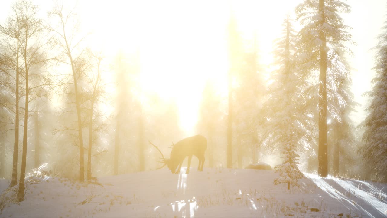 겨울의 눈 숲에서 자랑스러운 귀족 사 ⁇  수 ⁇