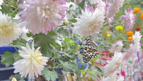 wide shot of butterfly on flower