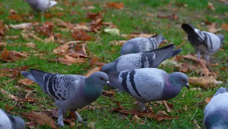 Beautiful-birds,-wild-pigeons-searching-for-food-on-ground-near-city-park-in-Autumn