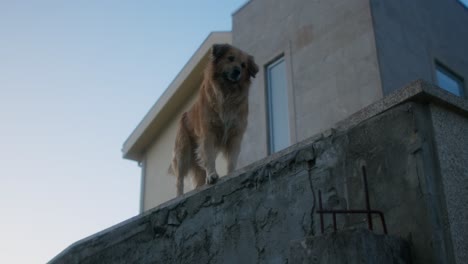 a cute dog on top of a house wall