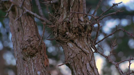 Two-tree-trunks-in-a-park-close-up-with-bokeh-background