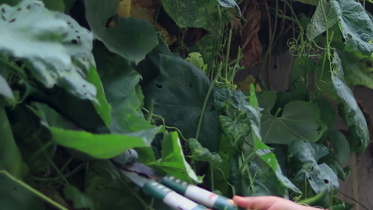 정원에 있는 야외에서 식물을 자르는 가위로 중년 여성의 손