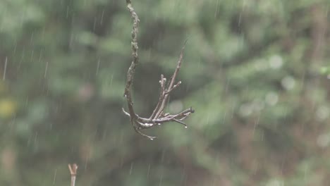 SLOW-MOTION:-One-single-tree-branch-enveloped-in-heavy-rain