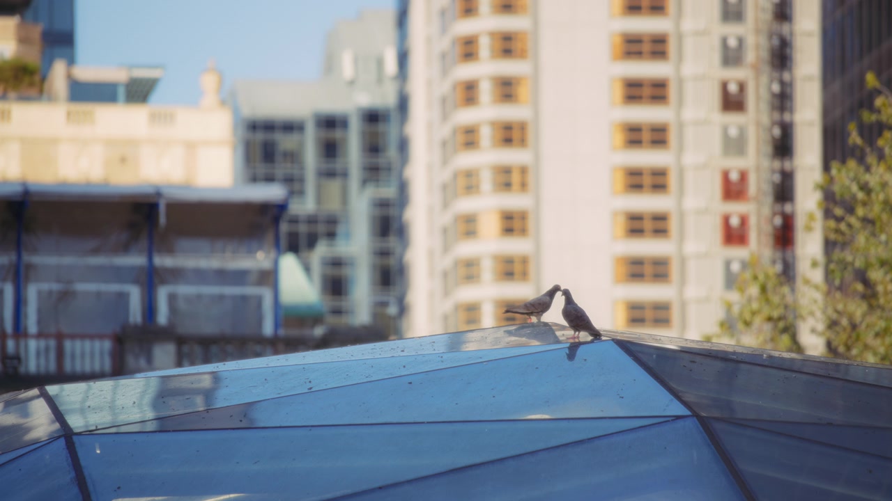 Pigeons on a glass roof of a building