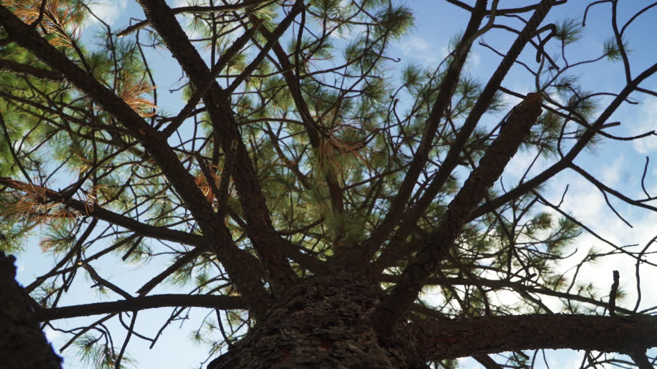 Looking up the trunk of a tree, showing the branches and sky