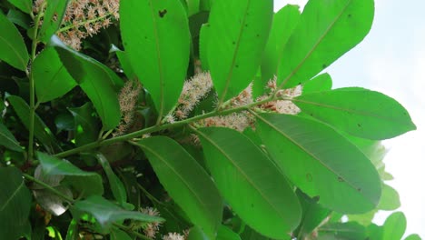 tiro giratorio de ángulo bajo de laurel oriental con hermoso arbusto, uno de los arbustos ornamentales más interesantes en plena floración en un jardín durante el día