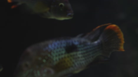 fish swimming gracefully in a dark aquarium