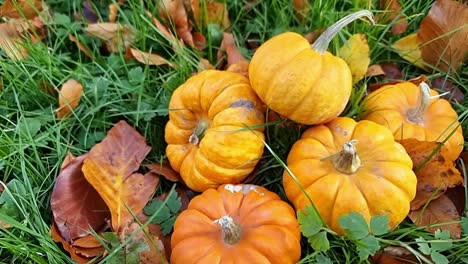 assortment of miniature halloween pumpkins piled on grassy garden lawn surrounded by colourful autumn leaves