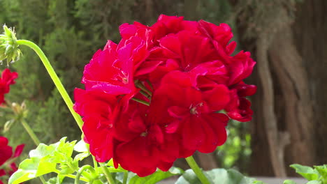 red geranium flower