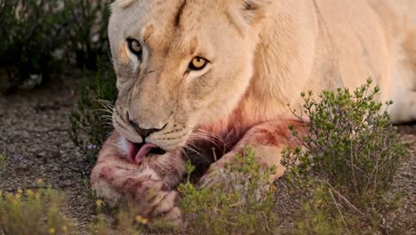 lioness licking off blood from herself after a kill