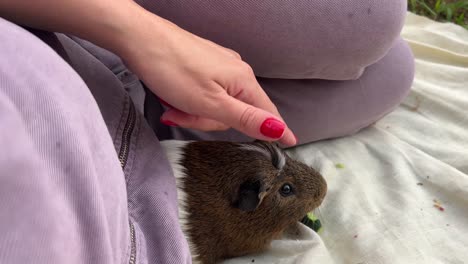 woman feeding a guinea pig