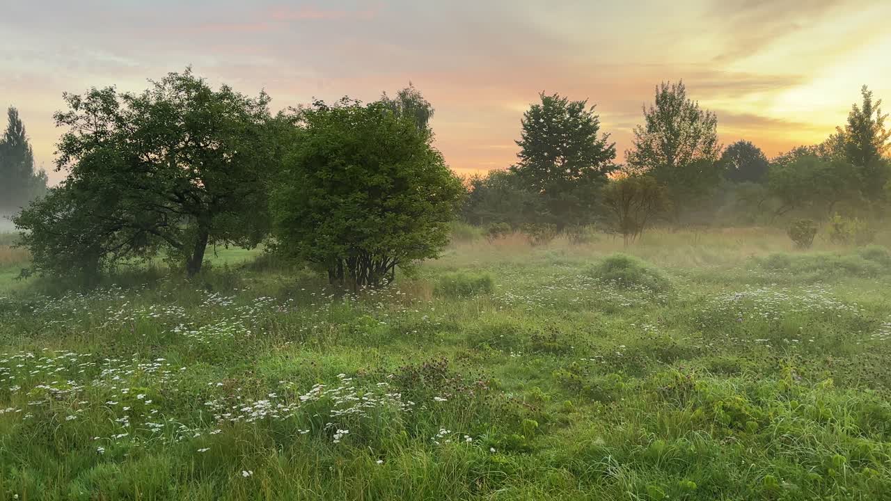 Colorful summer meadow during a beautiful sunrise (4K60)