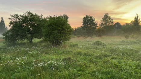 colorful summer meadow during a beautiful sunrise (4k60)