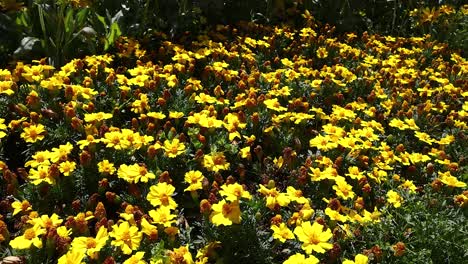 a field of vibrant yellow flowers