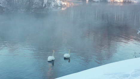 white swans swimming on river. misty river. white swans on water