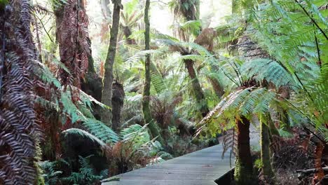 a serene walk through lush rainforest