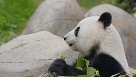 el panda comiendo bambú.