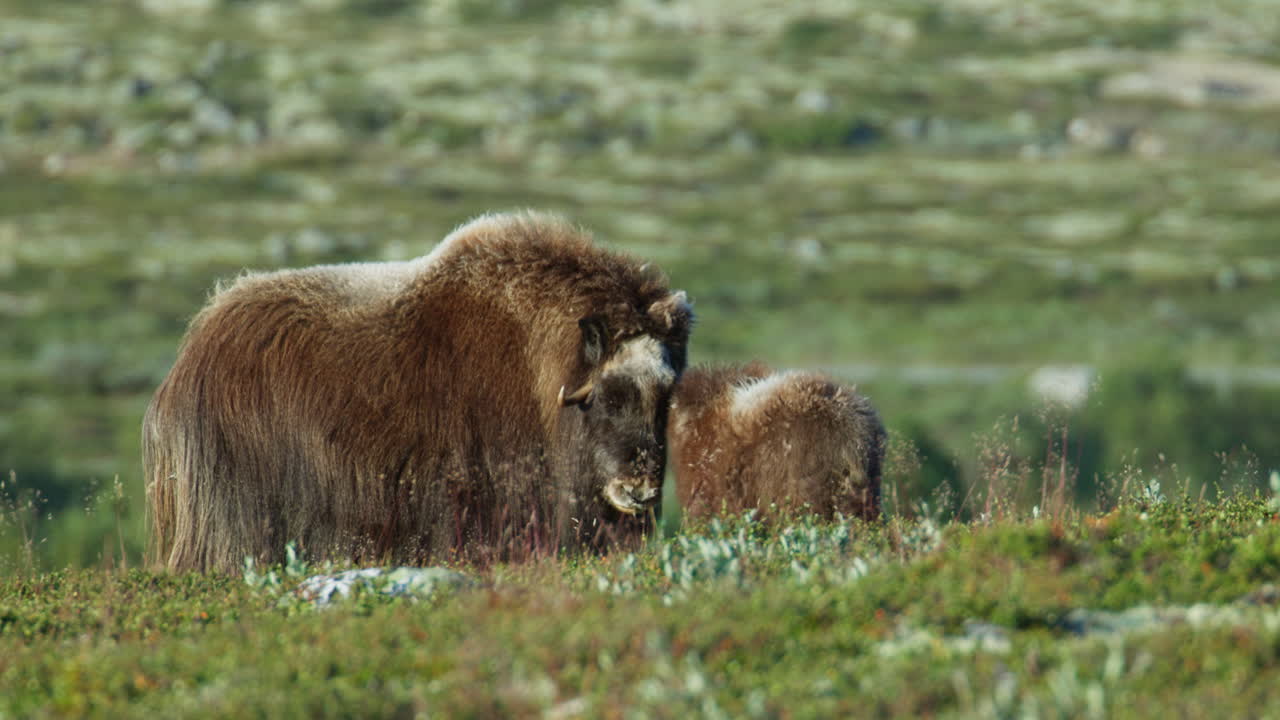 Muskox Cow and Calf Affection on Scenic Dovrefjell Plateau in Norway