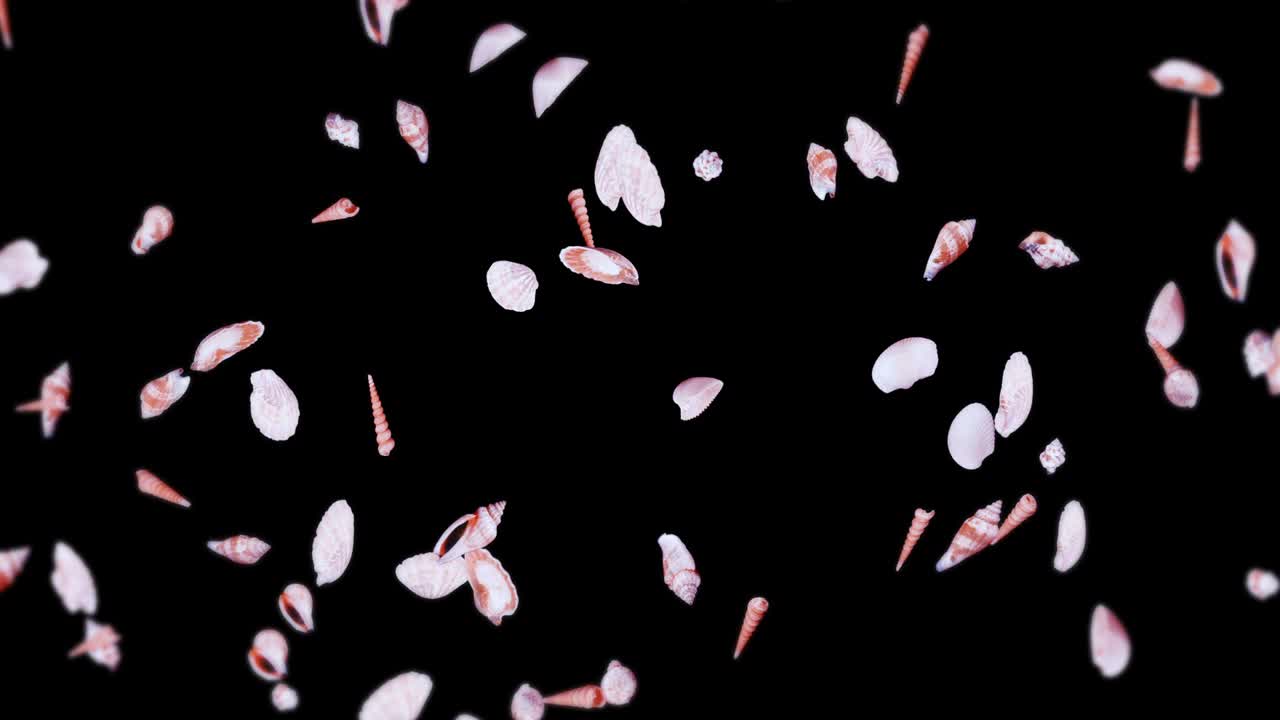 검은 바탕에 많은 바다 데기를 날아. 현실적인 조개 모양의 컬렉션. 열대 수중. 회전하는 데기의 3d 루프 애니메이션.