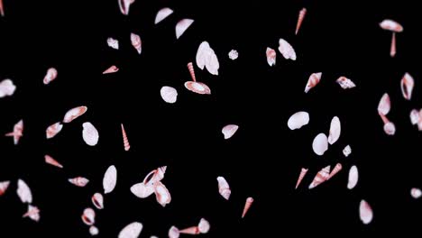 flying many sea shells on black background. collection of realistic shellfish. tropical underwater. 3d loop animation of shells rotating.