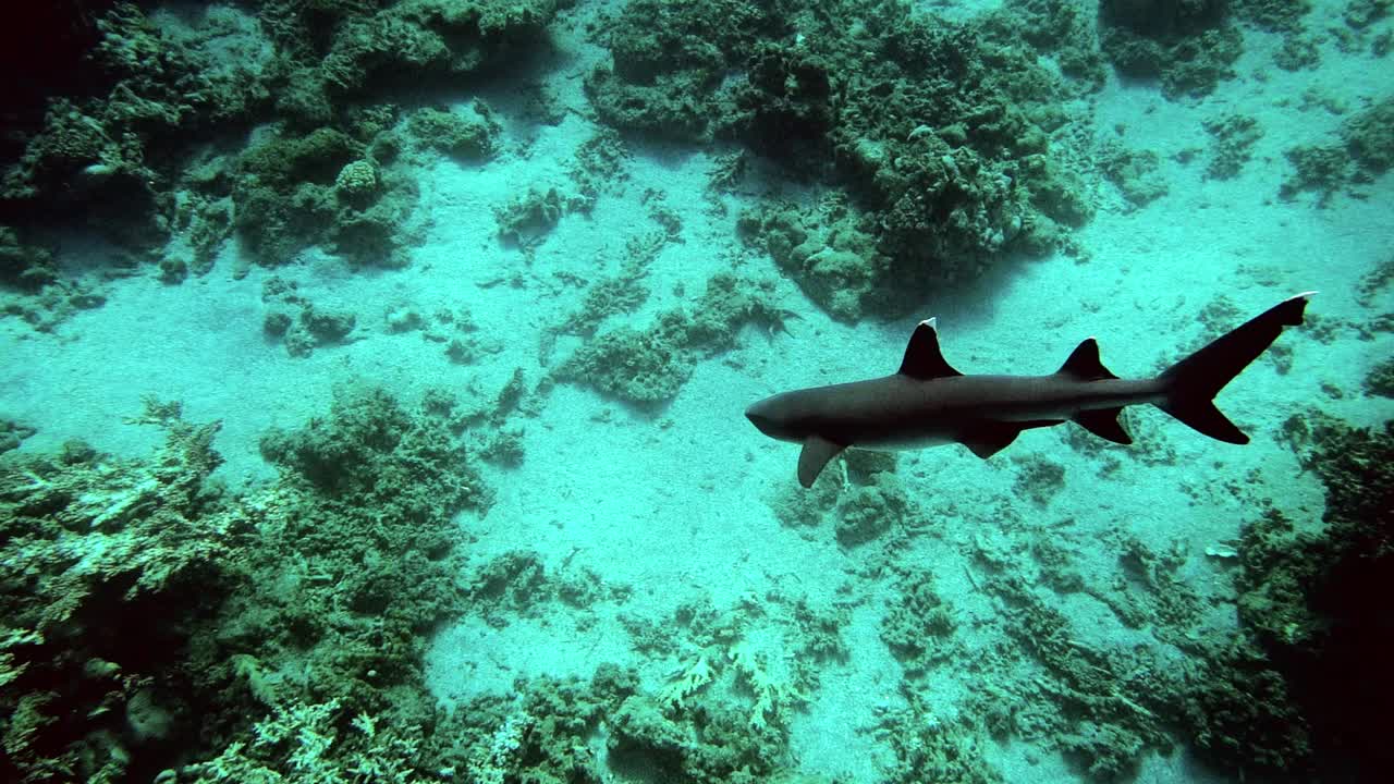 un hermoso tiburón de punta blanca nadando justo sobre el fondo del océano - bajo el agua