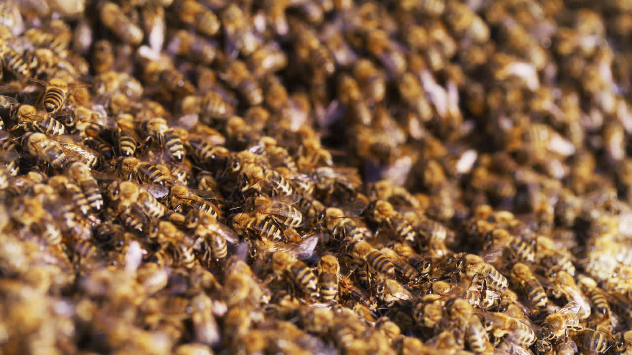 primer plano de las abejas que entran en la colmena