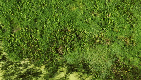 pantano de algas tóxicas vista de arriba hacia abajo, trempealeau, estados unidos, hacia adelante