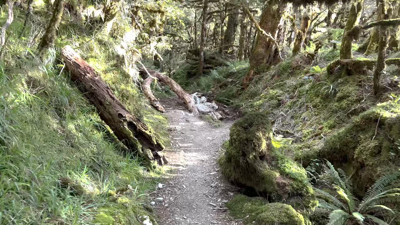 POV: Camminando su un piccolo sentiero in un'antica giungla, immersi nella natura. Escursionismo in Nuova Zelanda. All'aperto.