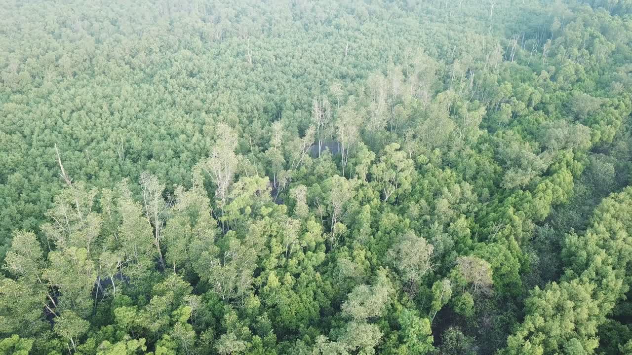 vista aérea de los bosques de manglares en malasia, sudeste asiático.