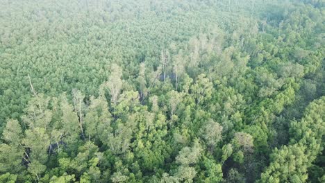 aerial view of mangrove tree fores at malaysia, southeast asia.