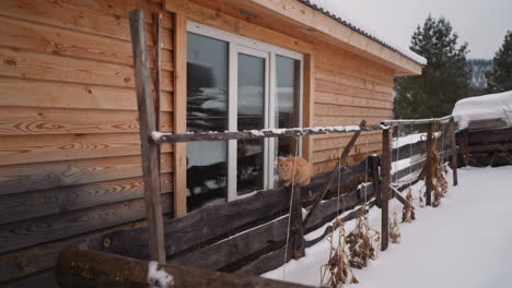 Red-furry-cat-rests-sitting-on-long-wooden-fence-near-house