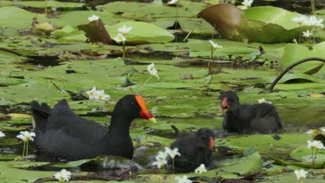 Zwei-Düstere-Teichhühner-Schwimmen-Und-Fressen-In-Einem-Sumpf-In-Australien-1