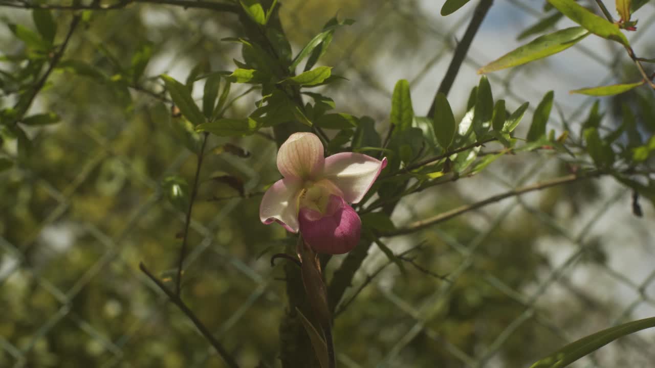orquídea venezolana rosa y blanca con un fondo verde borroso