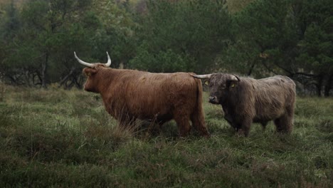 Una-Pareja-De-Vacas-De-Las-Tierras-Altas-De-Galloway-Pastando-En-Un-Tranquilo-Paisaje-Danés-En-Un-Día-Lluvioso