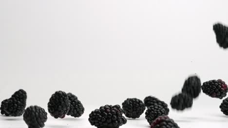 blackberries falling in slow motion and bouncing on white studio backdrop in 4k