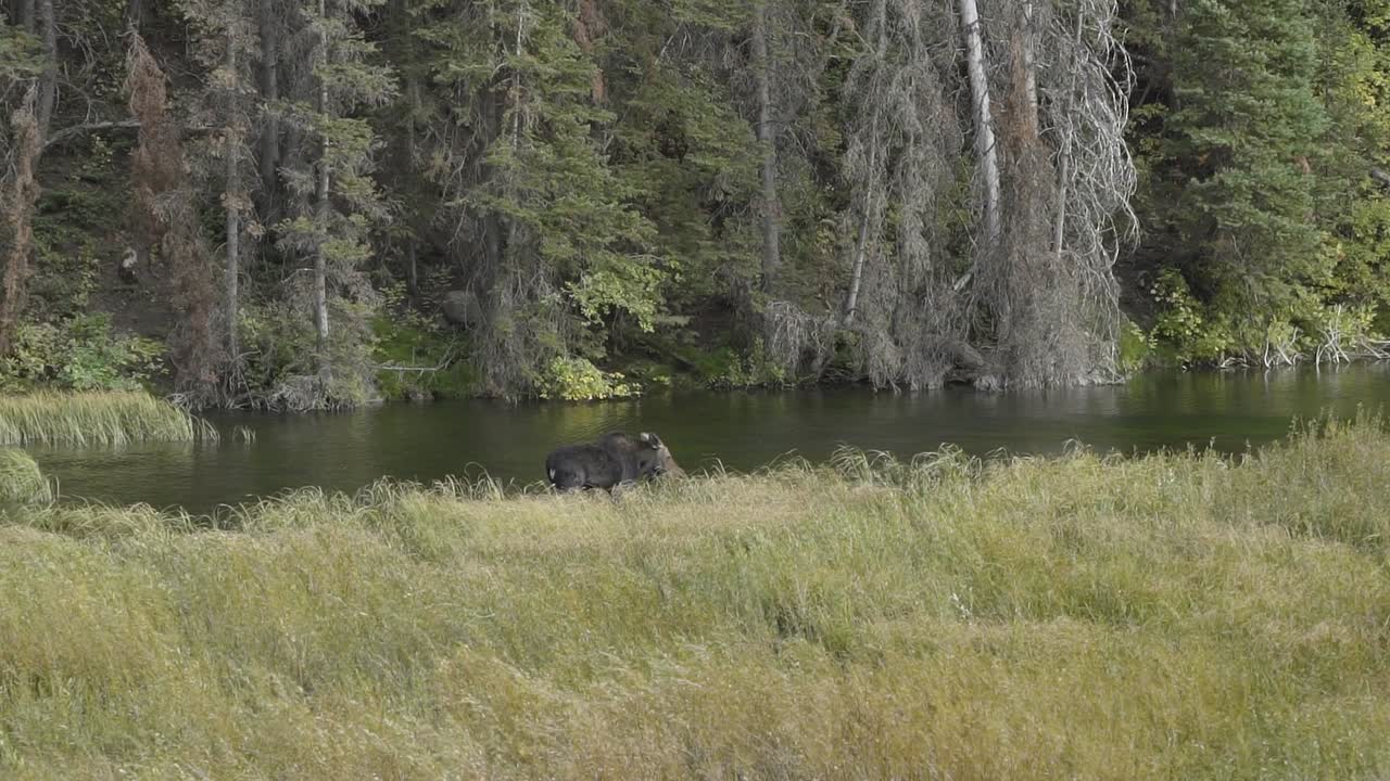 A young female moose grazing weeds in a small river on a beautiful autumn fall day