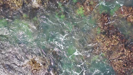 aguas poco profundas claras sobre rocas y algas