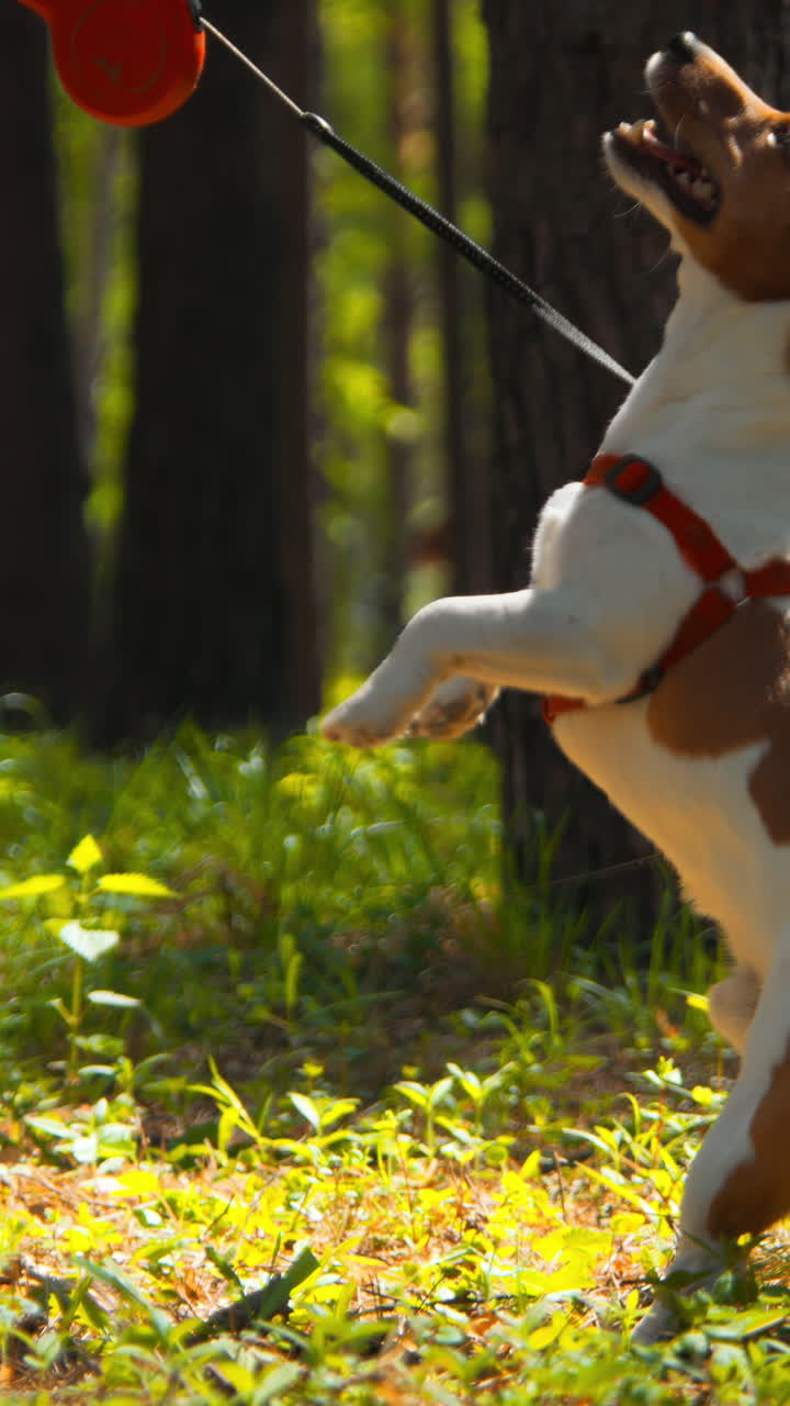 jack russell terrier jugando en un bosque