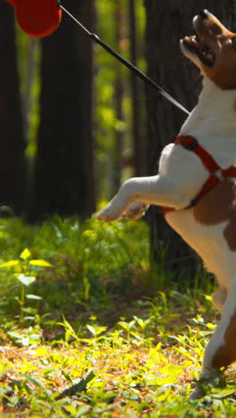 jack russell terrier playing in a forest