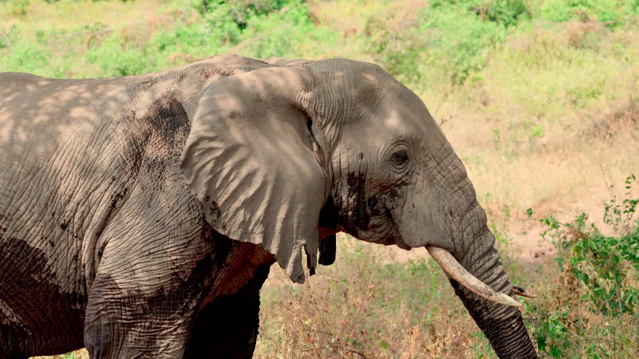 African elephants close-up of an elephant's head