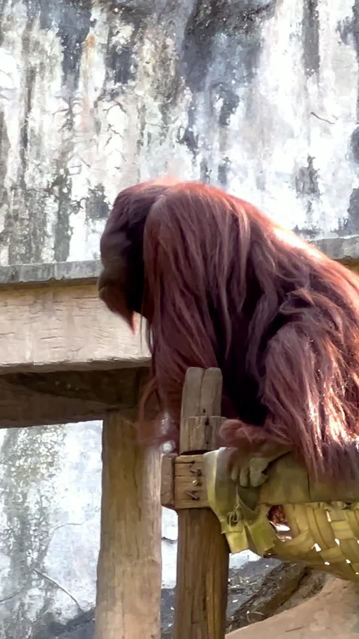 orangután explorando su recinto en chonburi, tailandia